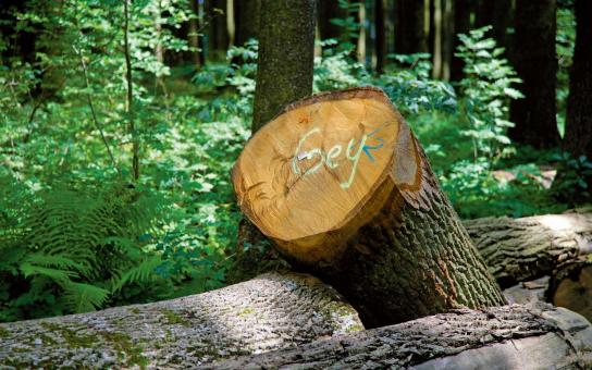 Gutes Holzdesign beginnt bei der Holzauswahl, Schreinerei Marcel Geyer in Pfronten, Allgäu Gutes Holzdesign beginnt bei der Holzauswahl